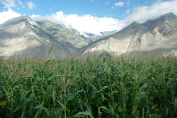 Armyworm outbreak destroys corn crop in Tanahun